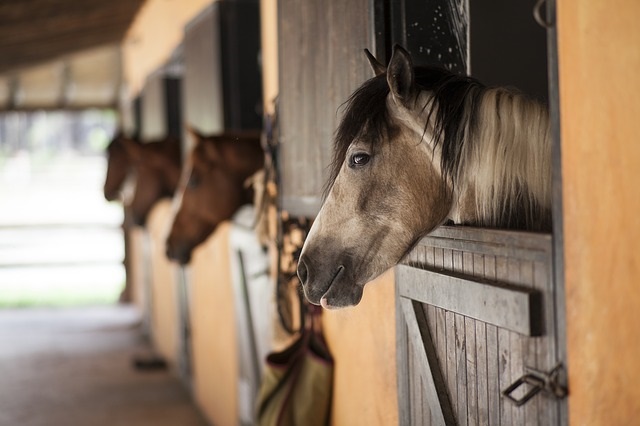 equine flu insurance